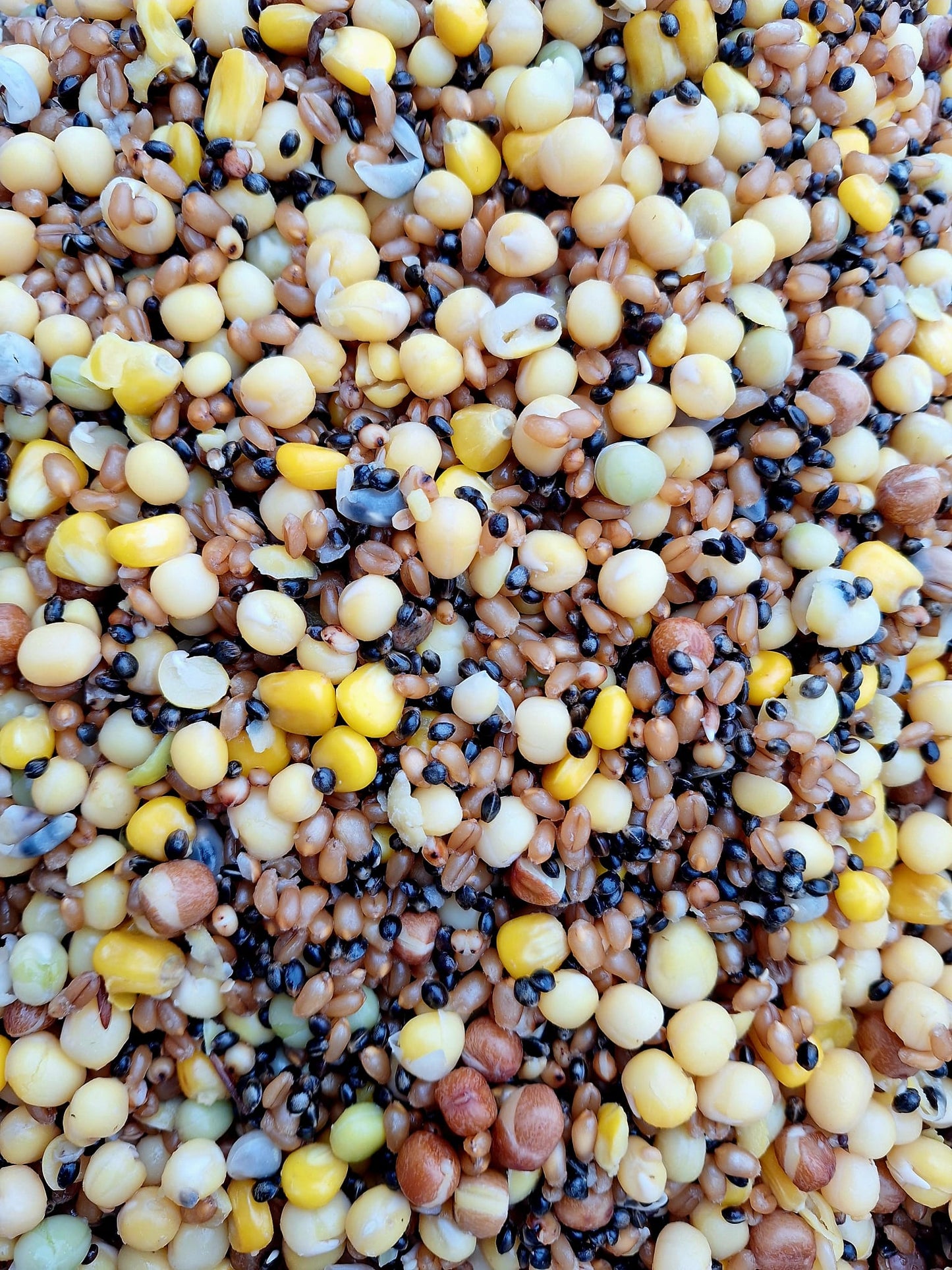 Maple and Chilli Particle Mix 1.8kg - Grab and go bag
