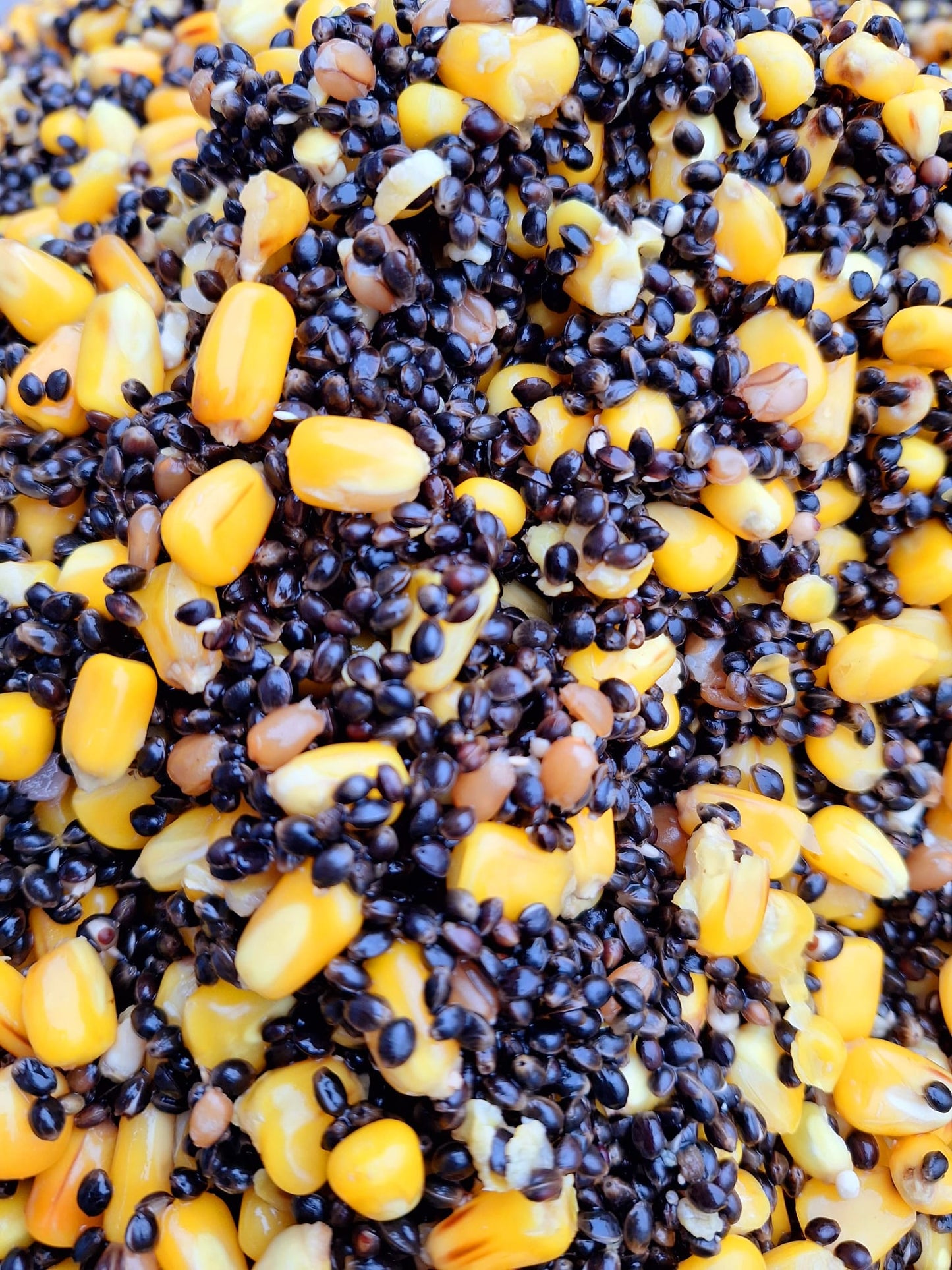 Hemp and Maize Particle Mix 1.8kg - Grab and go bag
