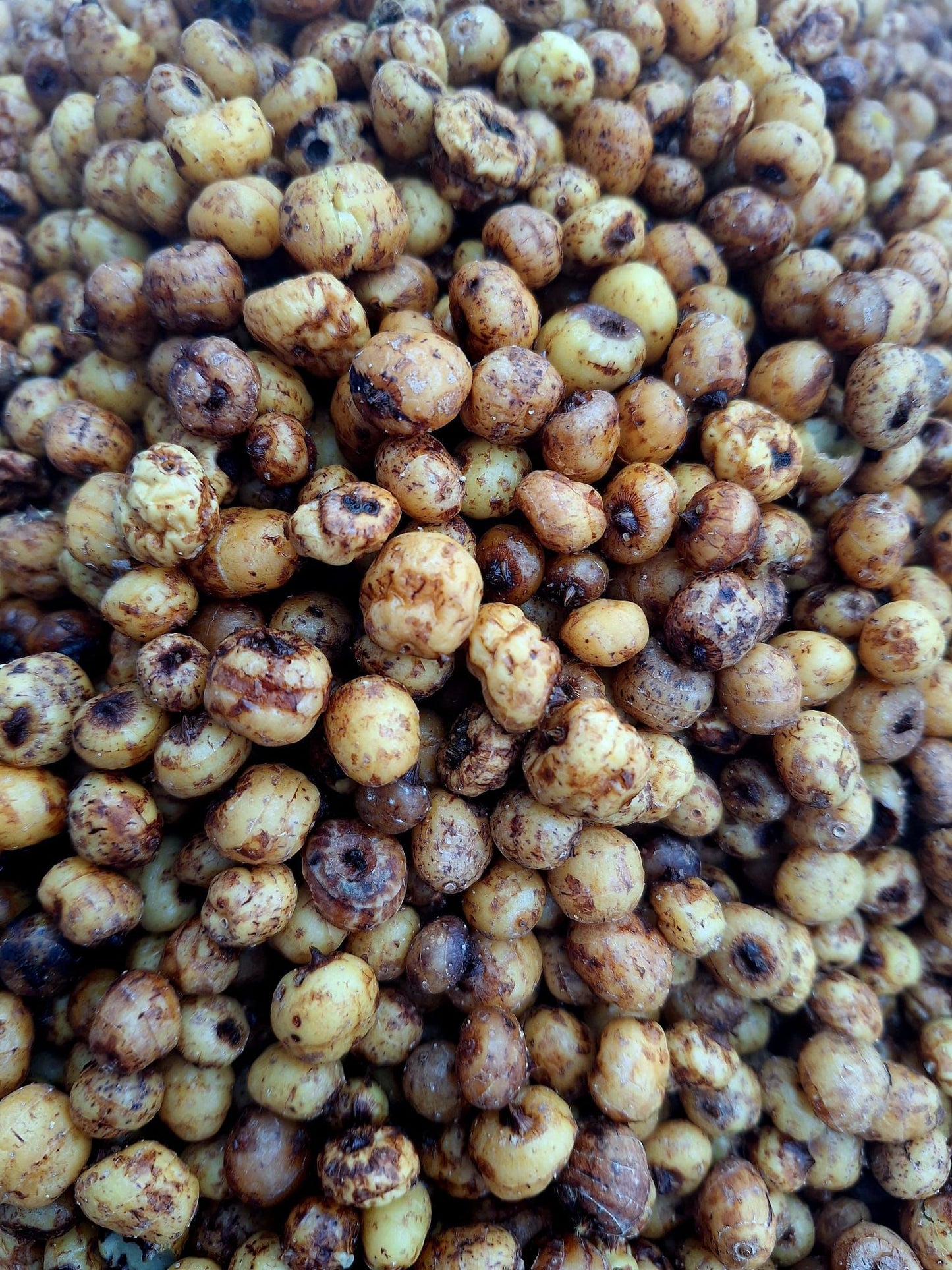 Tiger Nutz (900g) – The Ultimate Carp Magnet - Premium Grade Tiger Nuts